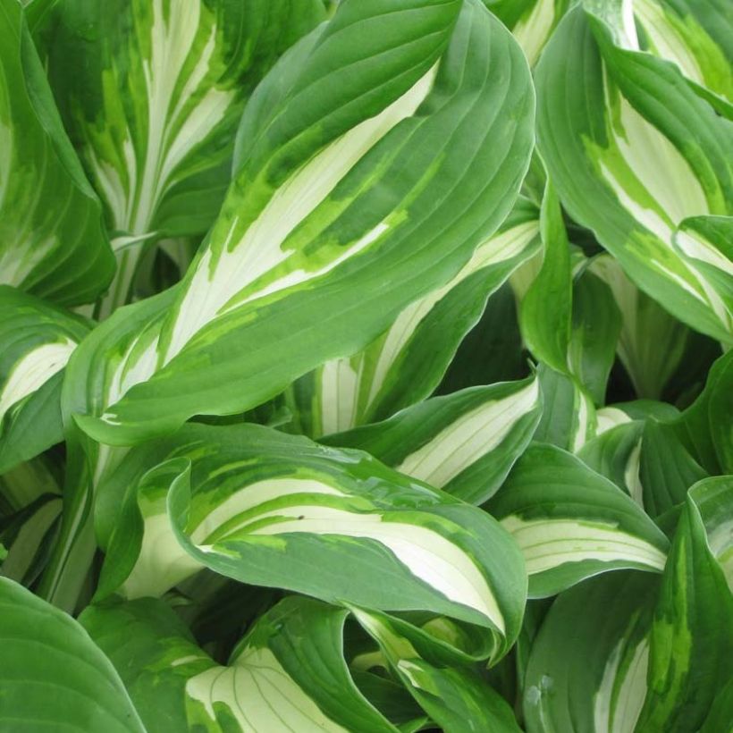 Hosta undulata Mediovariegata (Folhagem)