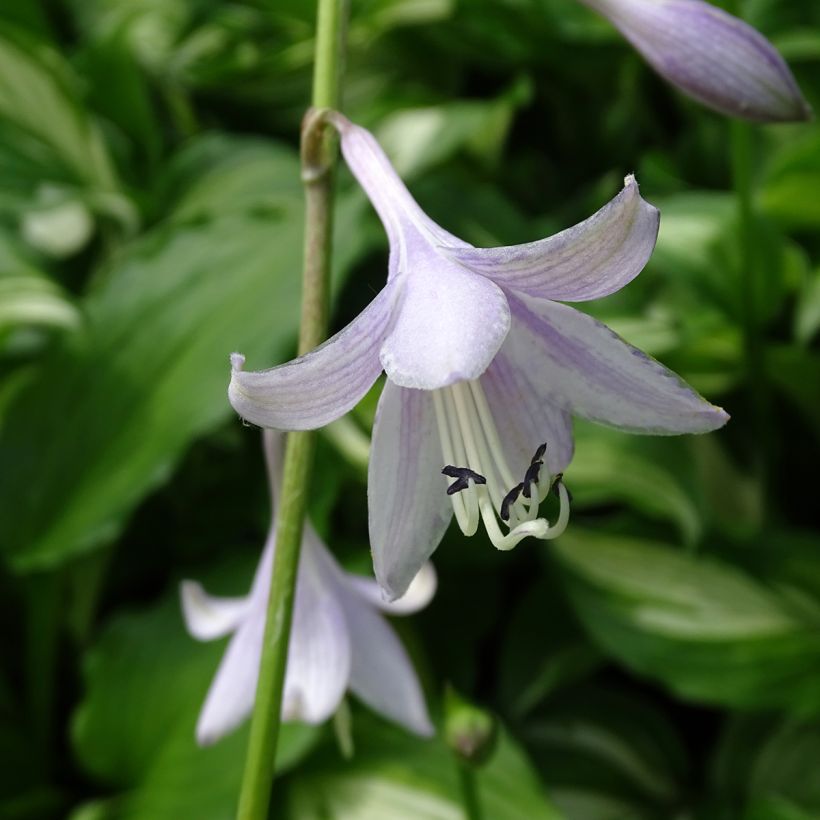 Hosta undulata Mediovariegata (Floração)