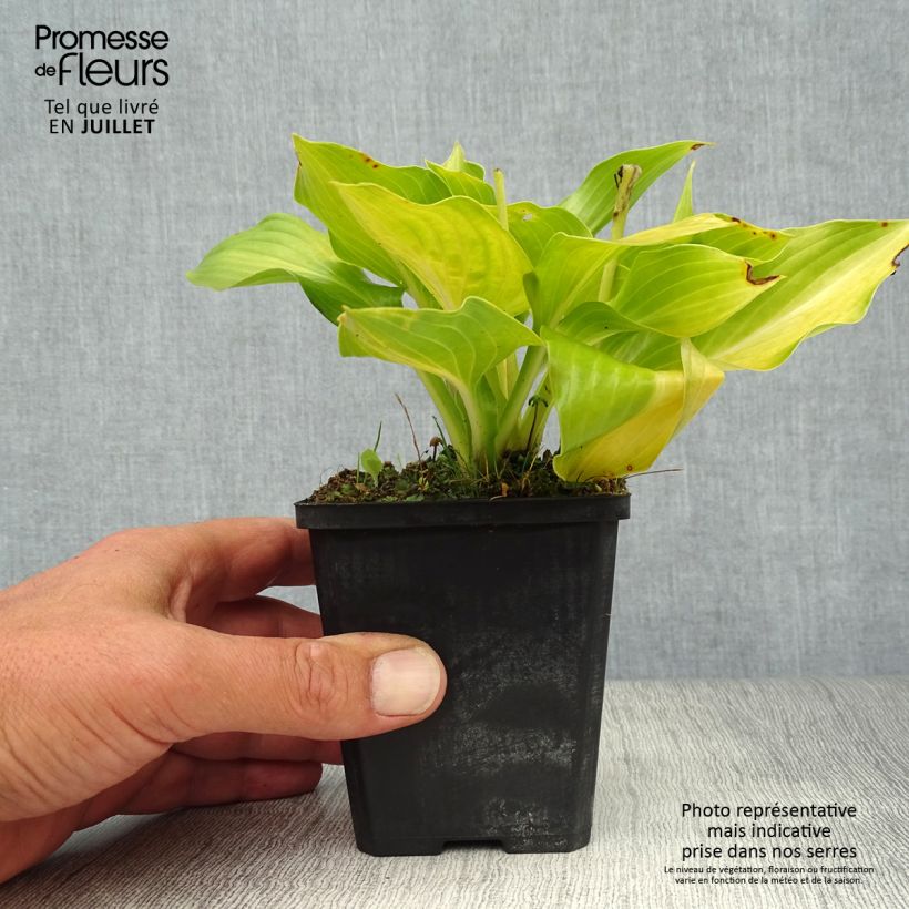 Amostra de Hosta undulata Mediovariegata Vaso de 8/9 cm tal como entregue no verão