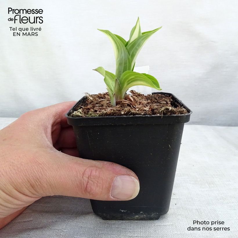 Amostra de Hosta undulata Mediovariegata Vaso de 8/9 cm tal como entregue no inverno