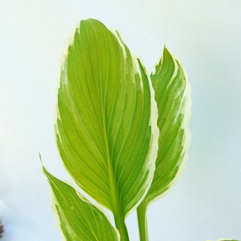 Hosta undulata var. albomarginata (Folhagem)