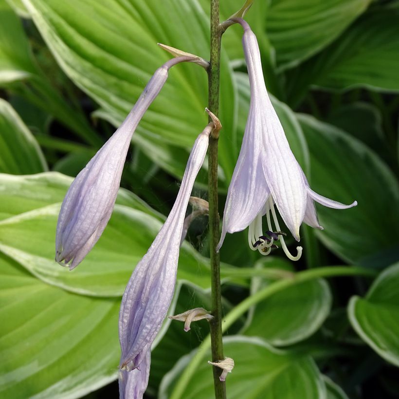 Hosta undulata var. albomarginata (Floração)