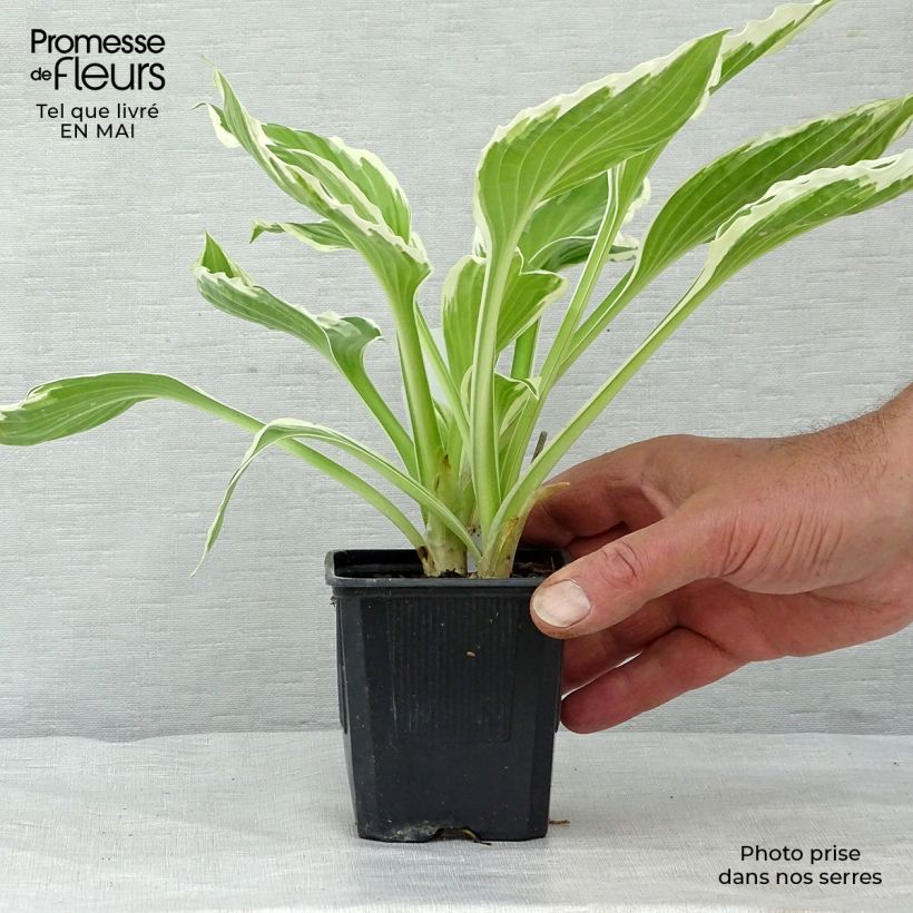 Amostra de Hosta undulata var. albomarginata Vaso de 8/9 cm tal como entregue na primavera