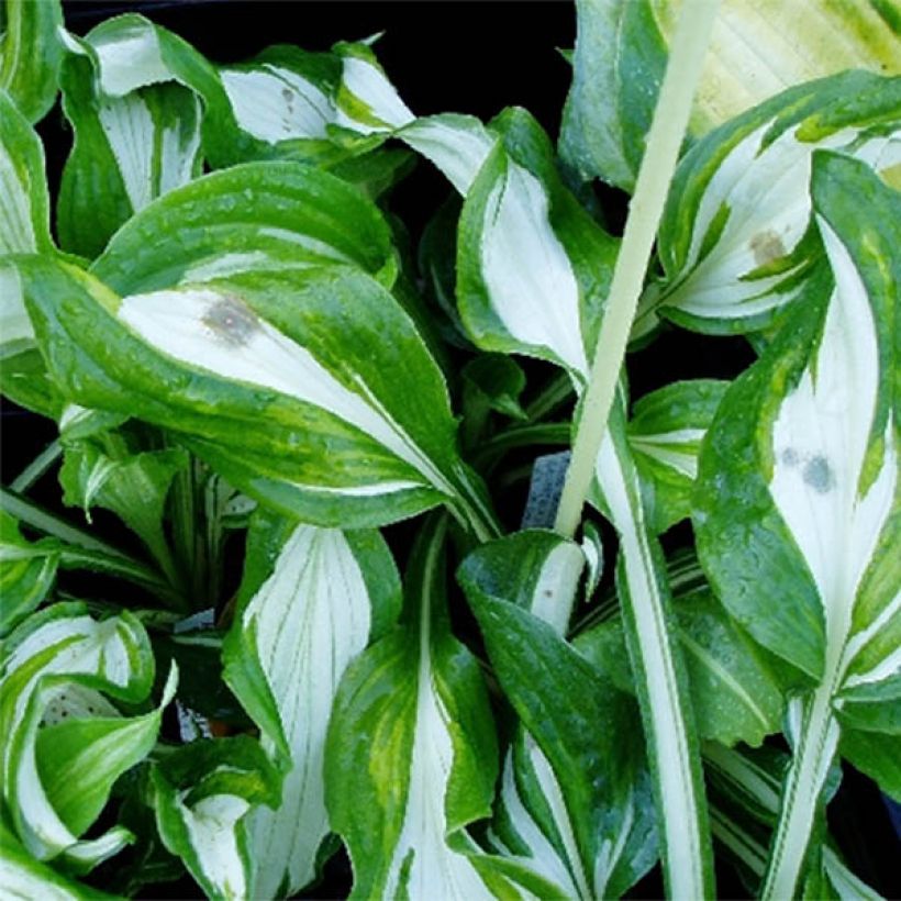 Hosta undulata var. univittata (Folhagem)