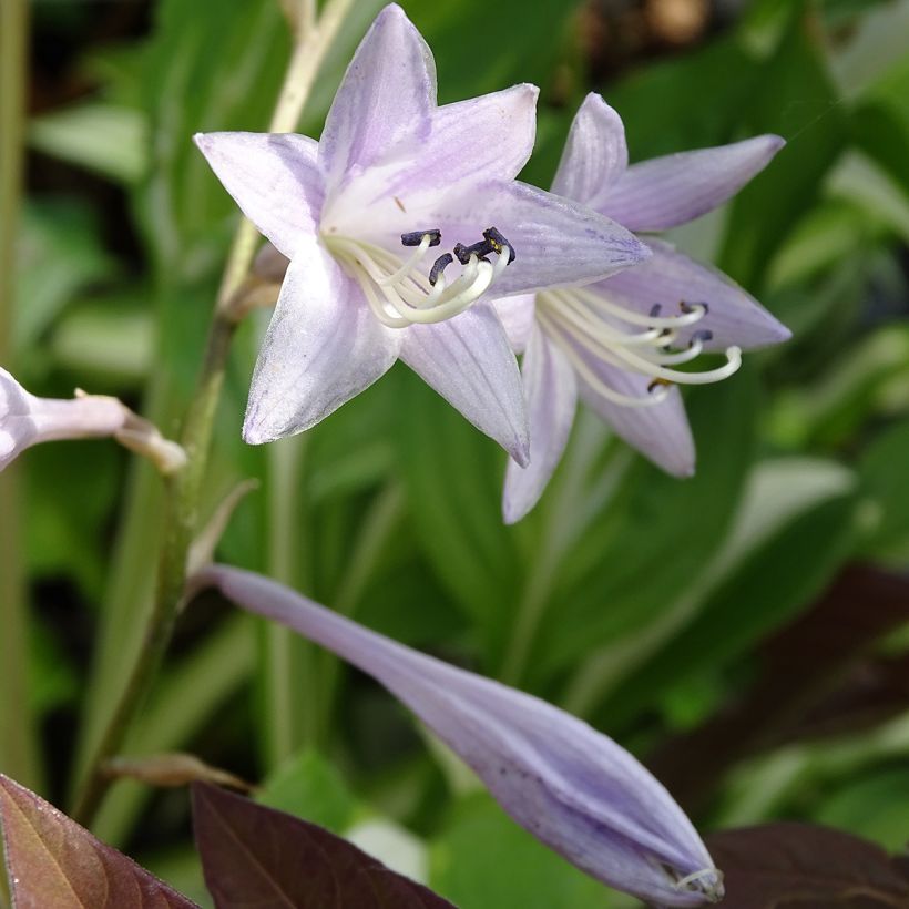 Hosta undulata var. univittata (Floração)