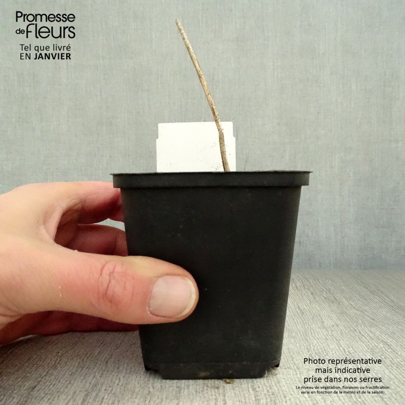 Amostra de Hosta undulata var univittata Vaso de 8/9 cm tal como entregue no inverno