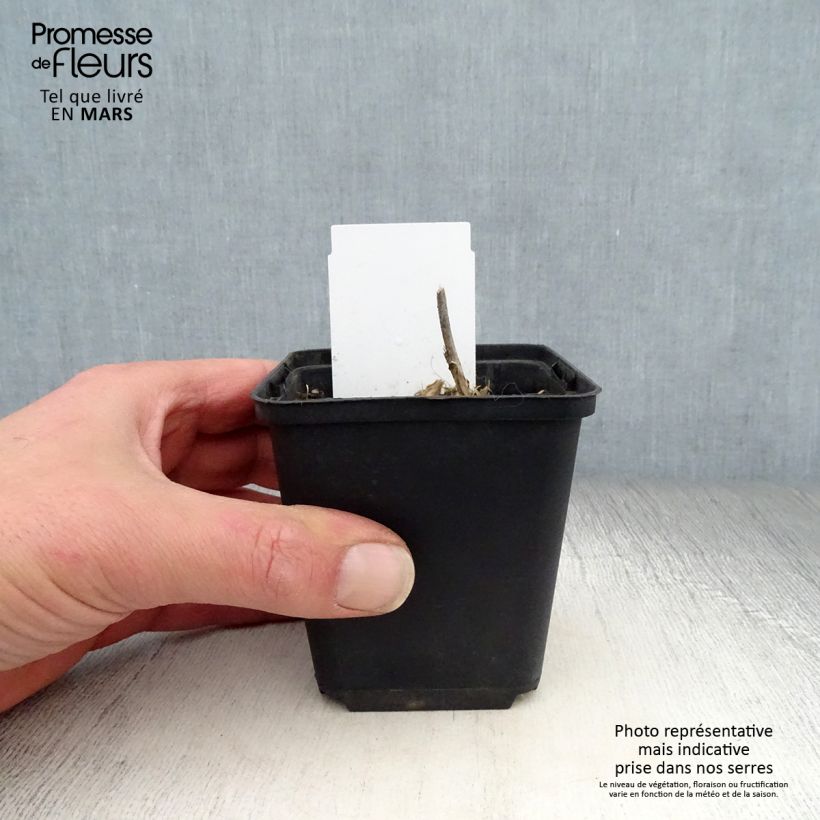 Amostra de Hosta undulata var. univittata Vaso de 8/9 cm tal como entregue na primavera