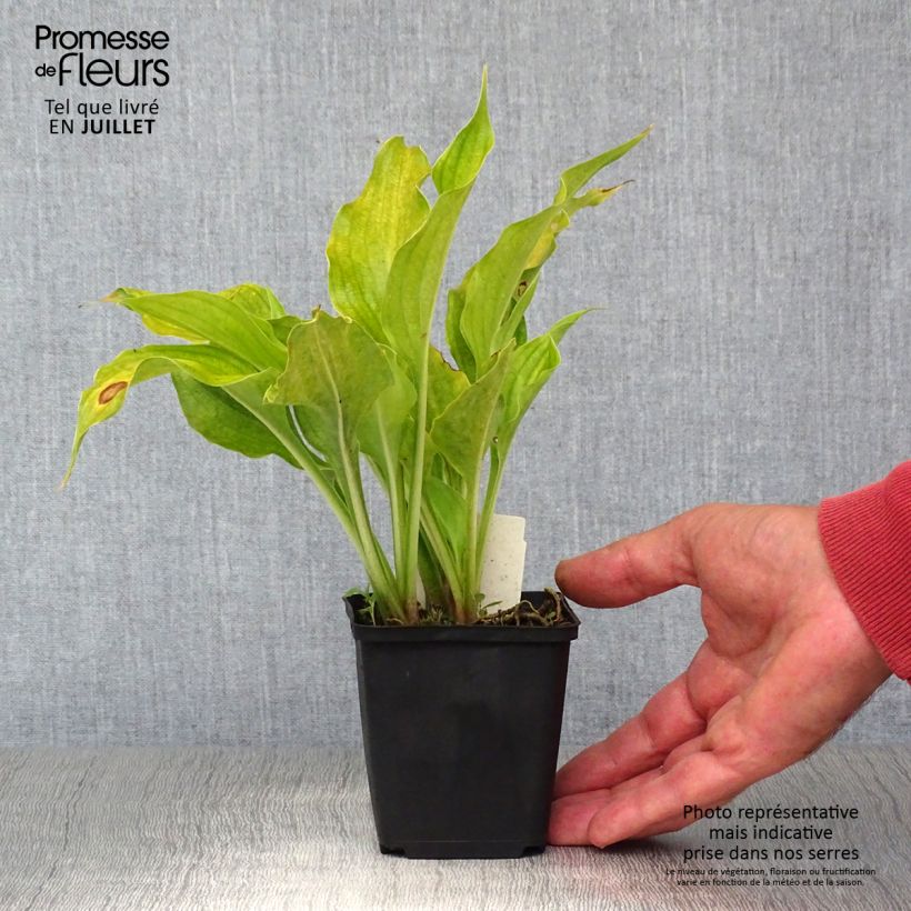 Amostra de Hosta ventricosa Vaso de 8/9 cm tal como entregue no verão