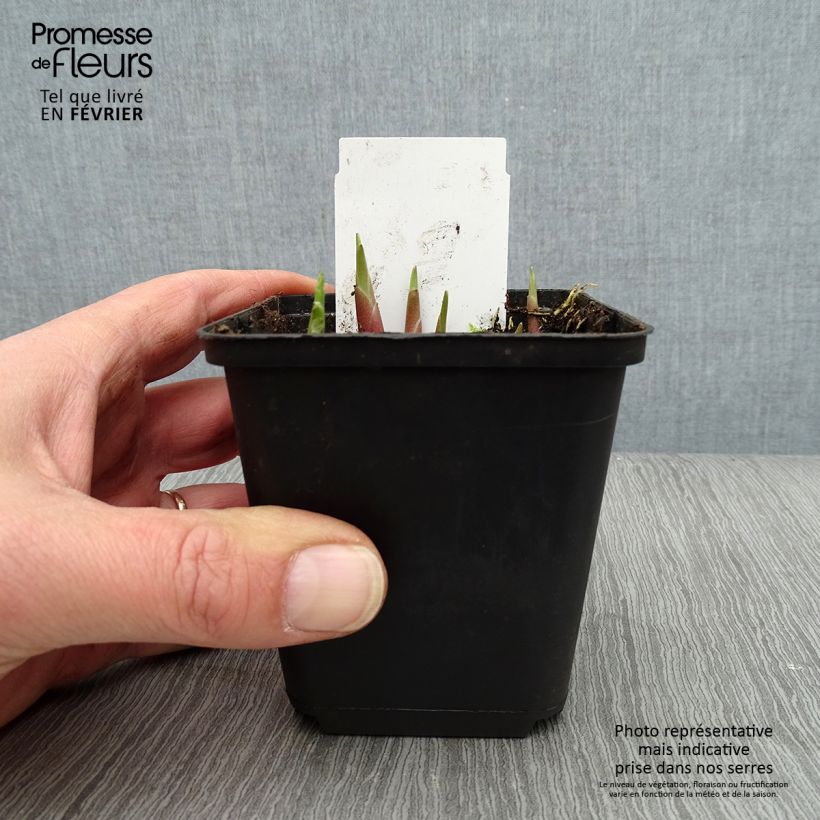 Amostra de Hosta yellow splash rim Vaso de 8/9 cm tal como entregue no inverno