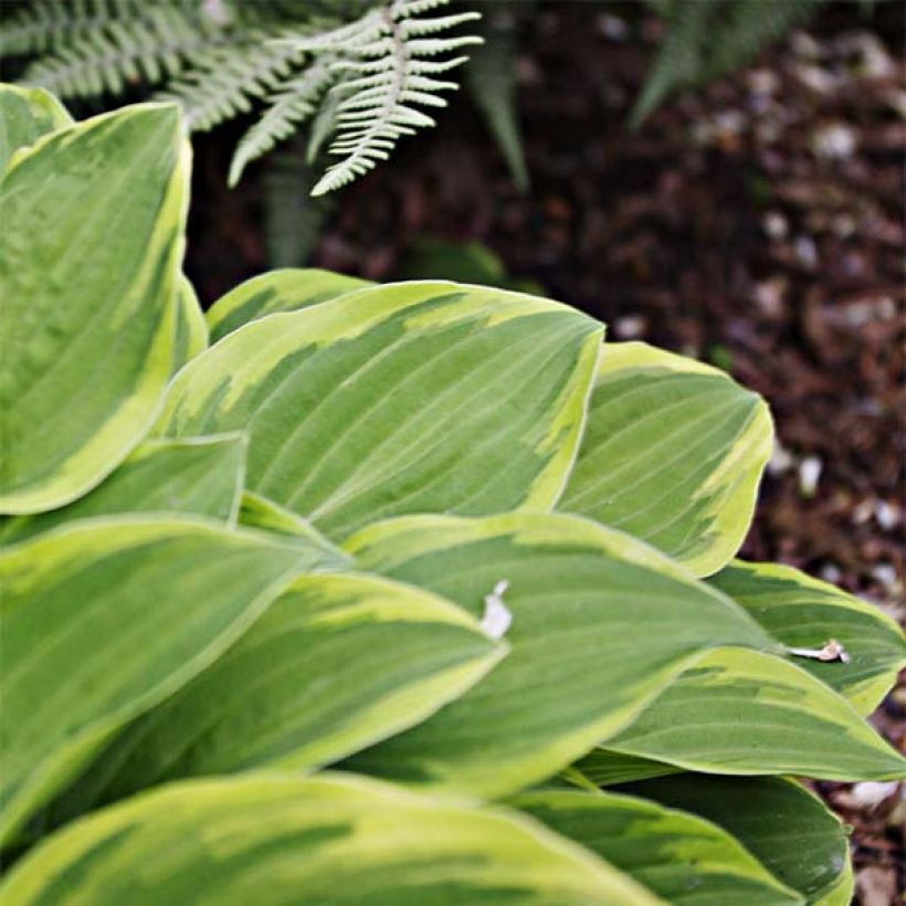 Hosta Fragrant Dream (Folhagem)