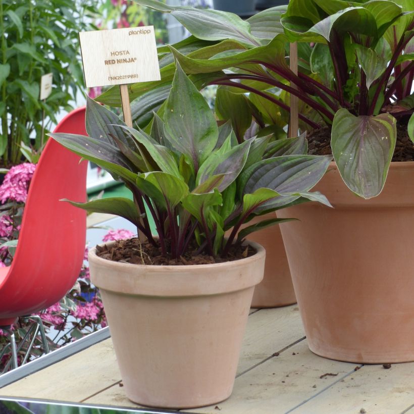 Hosta Red Ninja (Hábito)