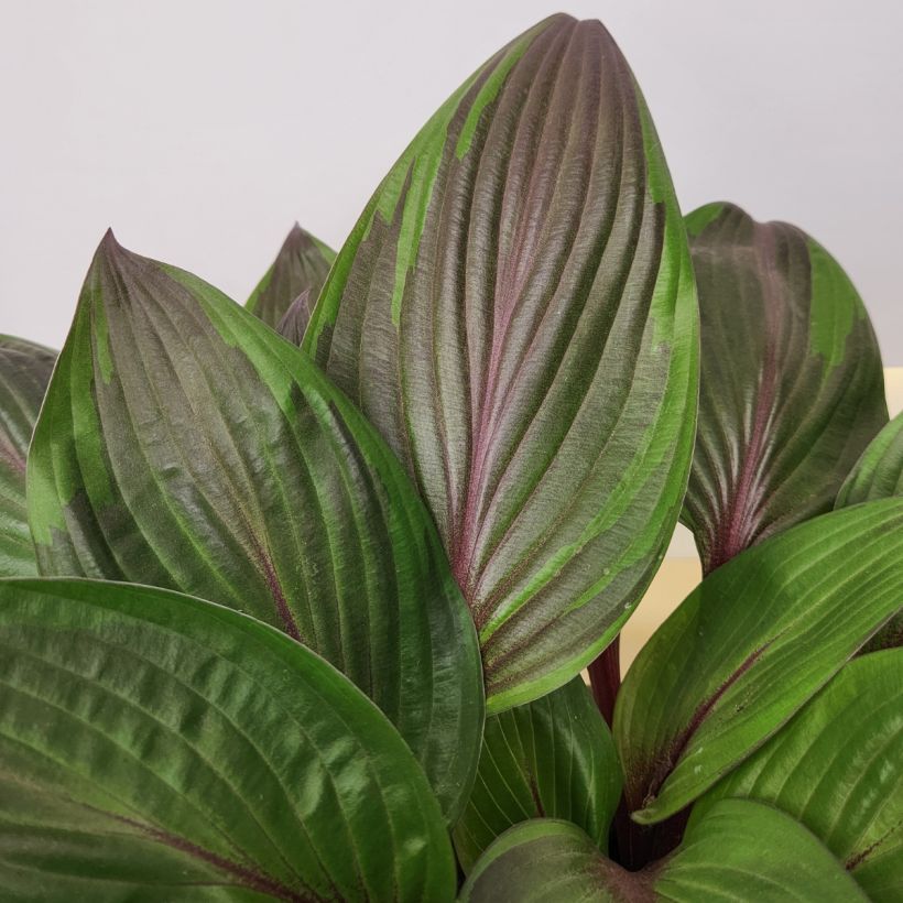 Hosta Red Ninja (Folhagem)