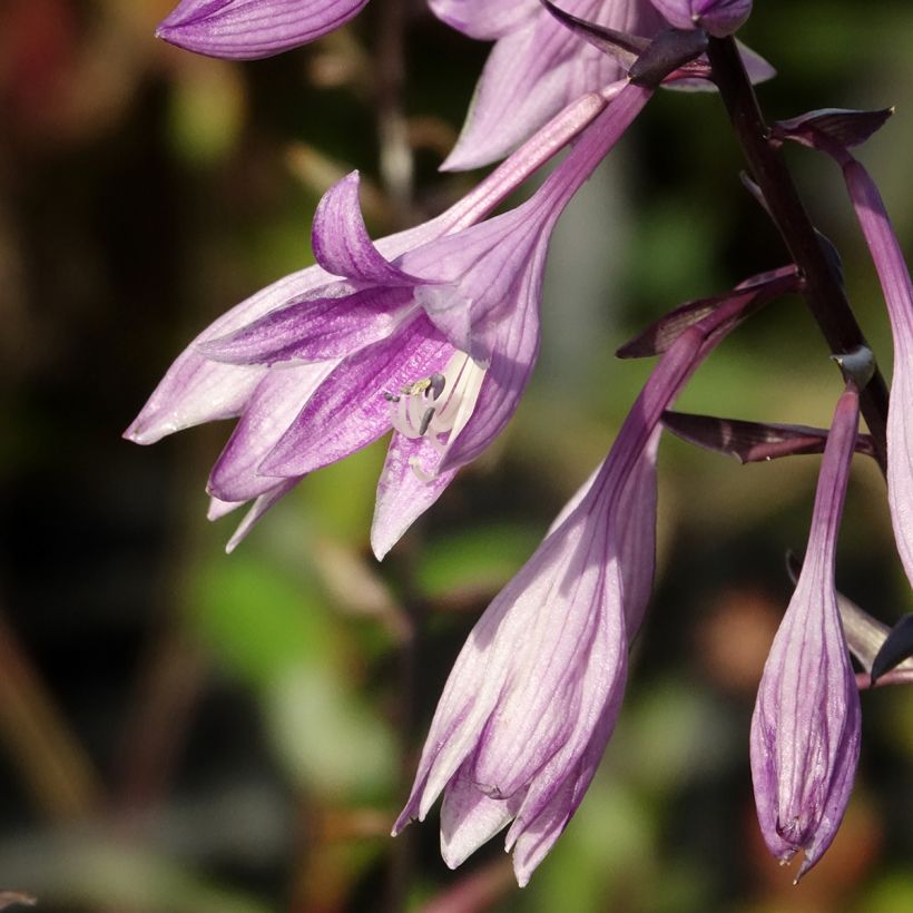 Hosta Red Ninja (Floração)