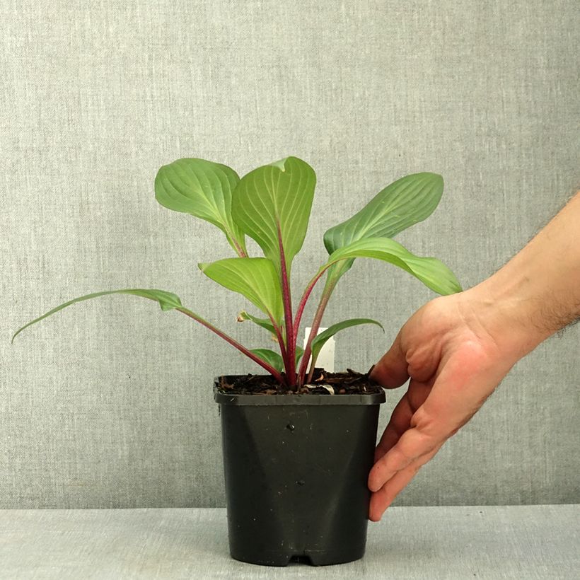 Amostra de Hosta Red Ninja Vaso de 2 L/3 L tal como entregue no verão