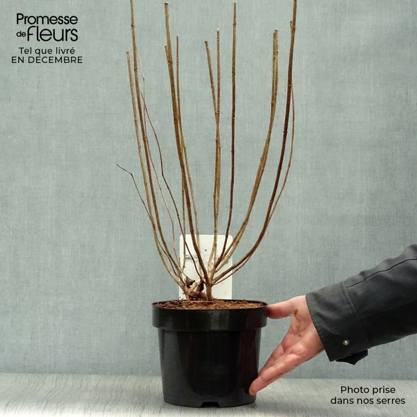 Amostra de Hortênsia paniculata Limelight Vaso de 3 L/4 L tal como entregue no inverno