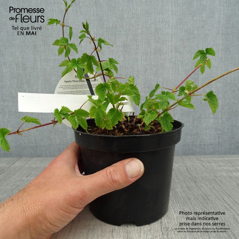 Amostra de Lúpulo Prima Donna Vaso de 1,5 L/2 L tal como entregue na primavera