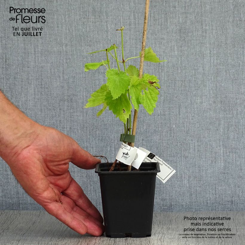 Amostra de Lúpulo - Humulus lupulus Vaso de 8/9 cm tal como entregue no verão