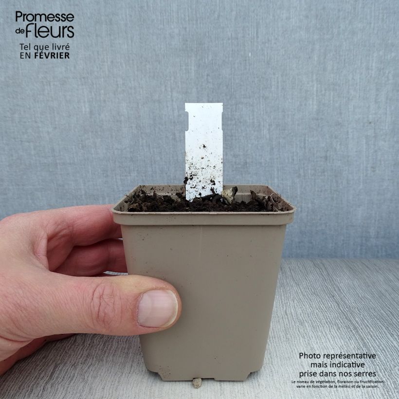 Amostra de Houblon - Humulus lupulus Vaso de 8/9 cm tal como entregue no inverno