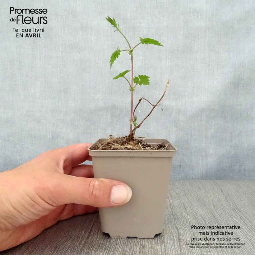 Amostra de Lúpulo - Humulus lupulus Vaso de 8/9 cm tal como entregue na primavera