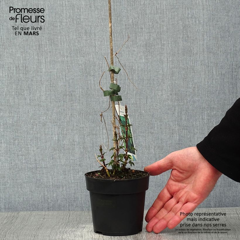 Amostra de Houblon - Humulus lupulus Vaso de 1,5 L/2 L tal como entregue no inverno