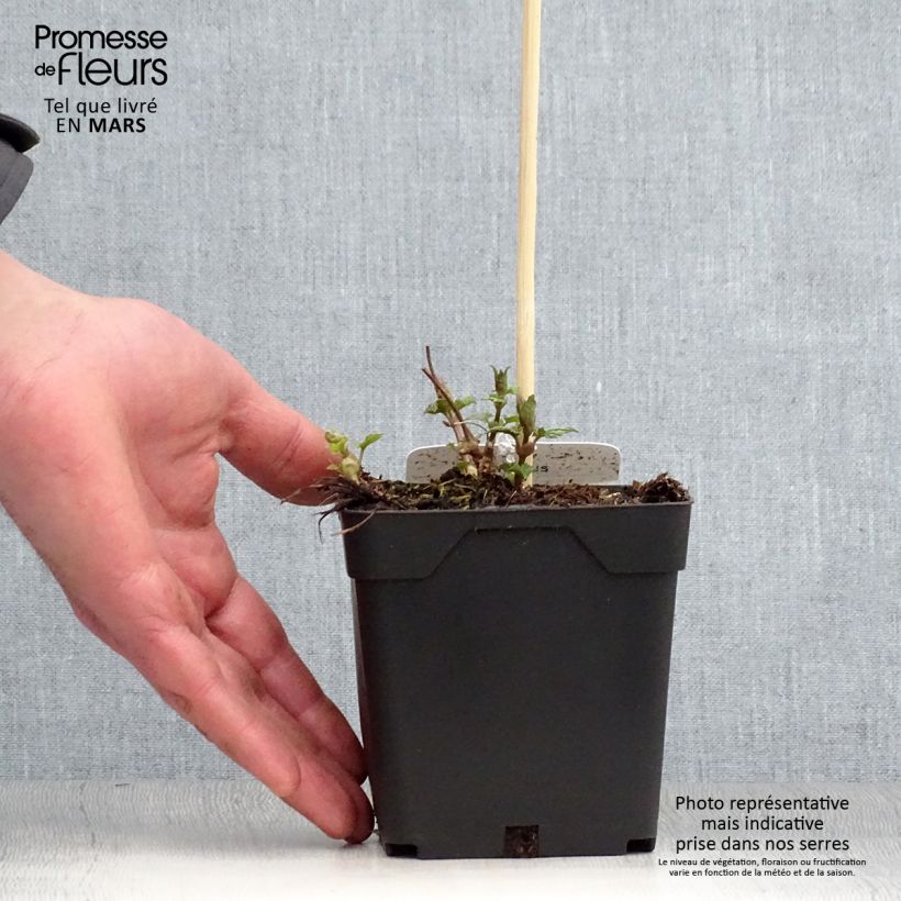 Amostra de Lúpulo - Humulus lupulus Vaso de 1,5 L/2 L tal como entregue na primavera