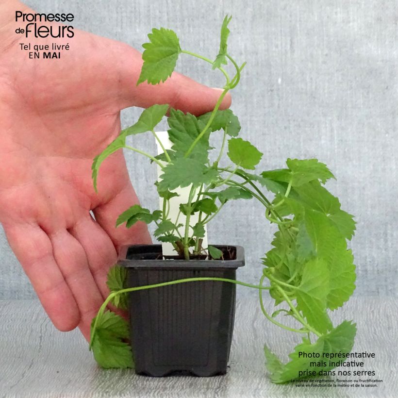 Amostra de Lúpulo Jupiter Vaso de 7/8 cm tal como entregue na primavera