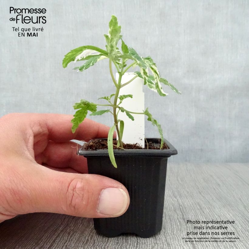 Amostra de Houblon du Japon Variegatus Godet de 8/9 cm tal como entregue na primavera