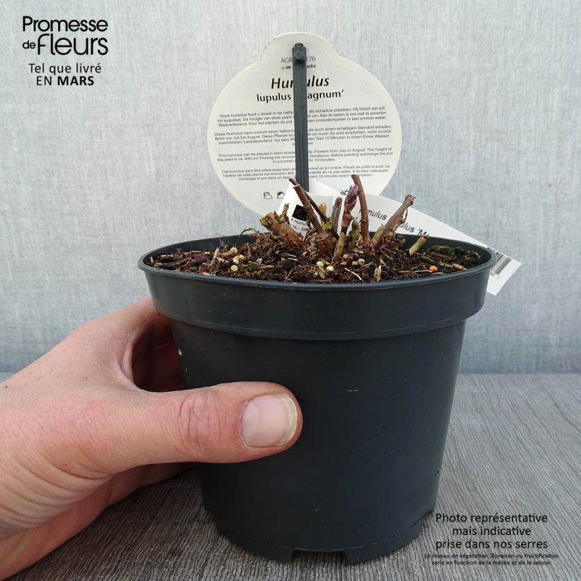 Amostra de Houblon vert - Humulus lupulus Magnum Vaso de 1,5 L/2 L tal como entregue no inverno