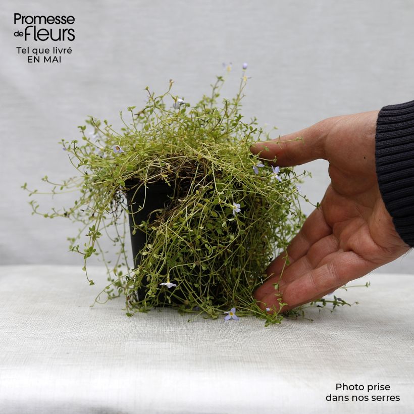 Amostra de Houstonia caerulea Millard's Variety Vaso de 8/9 cm tal como entregue na primavera