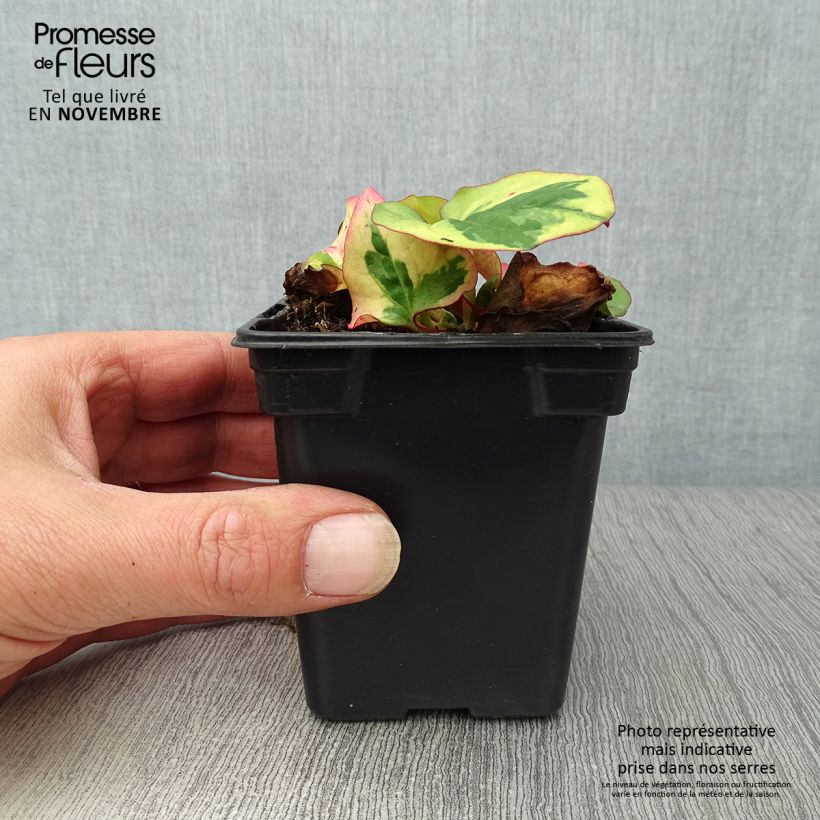 Amostra de Houttuynia cordata Chameleon Vaso de 7/8 cm tal como entregue no outono