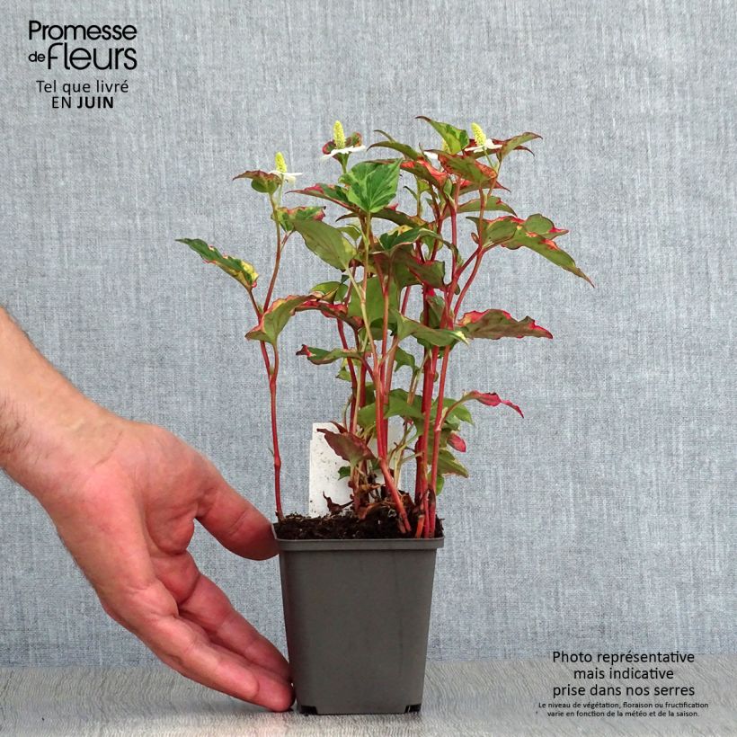 Amostra de Houttuynia cordata Chameleon Vaso de 7/8 cm tal como entregue no verão