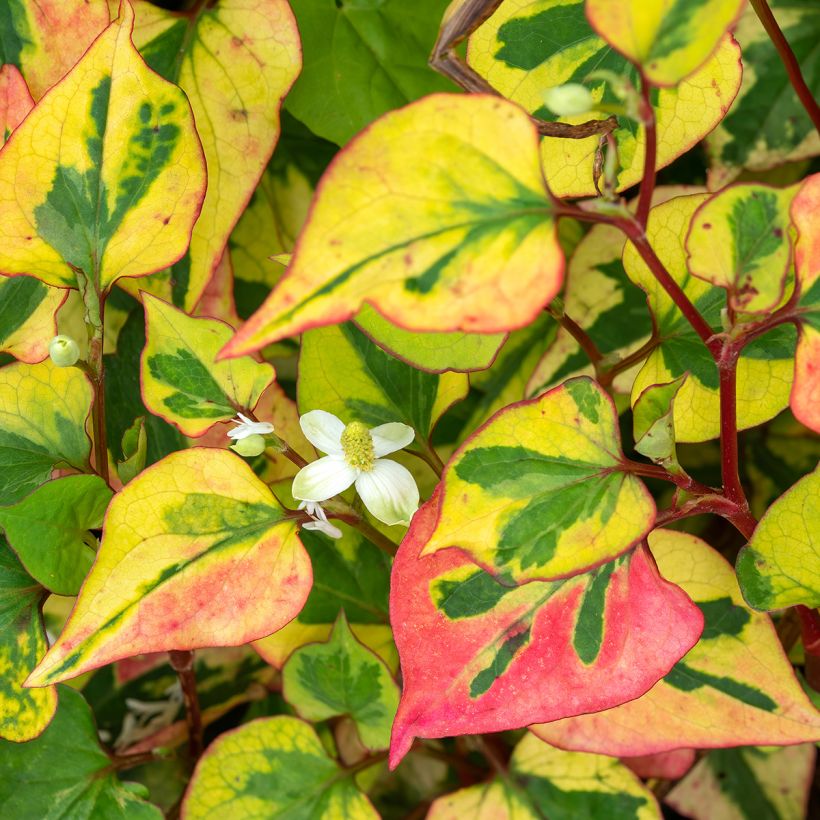 Houttuynia cordata Chameleon (Floração)