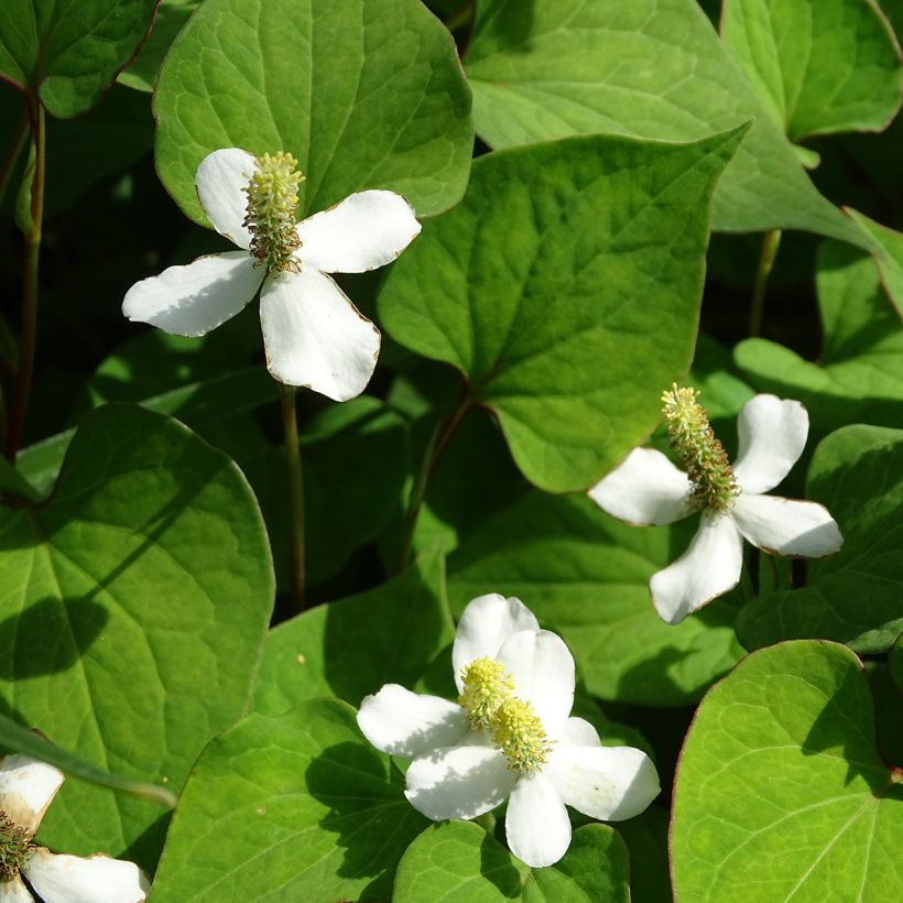 Houttuynia cordata (Floração)
