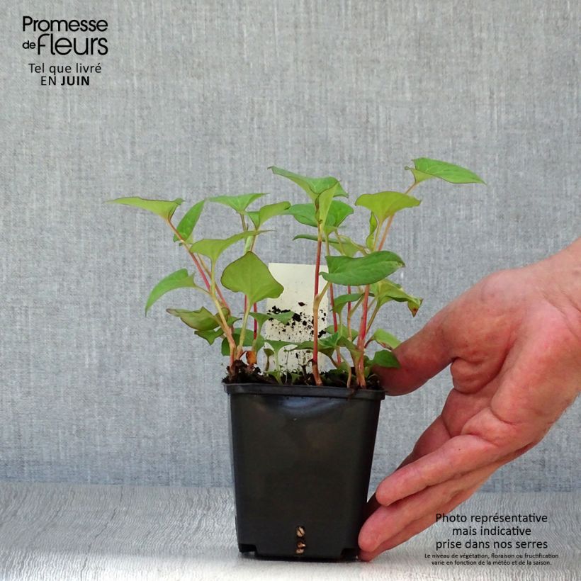 Amostra de Houttuynia cordata Vaso de 8/9 cm tal como entregue no verão