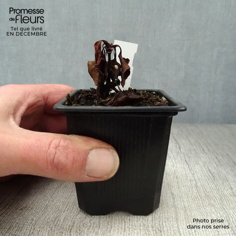 Amostra de Houttuynia cordata - Coriandre des bois Vaso de 8/9 cm tal como entregue no inverno