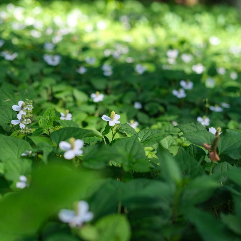 Houttuynia cordata (Hábito)