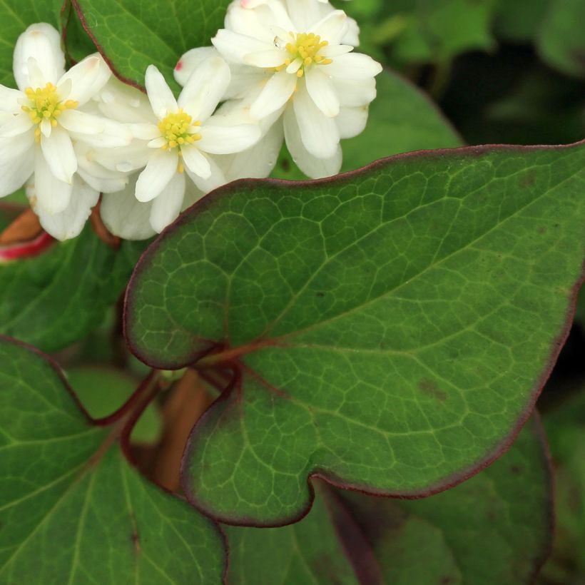 Houttuynia cordata Flore Pleno (Folhagem)