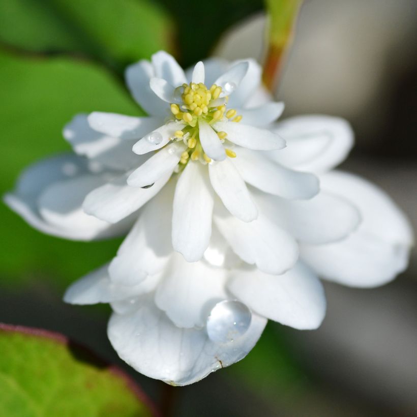 Houttuynia cordata Flore Pleno (Floração)