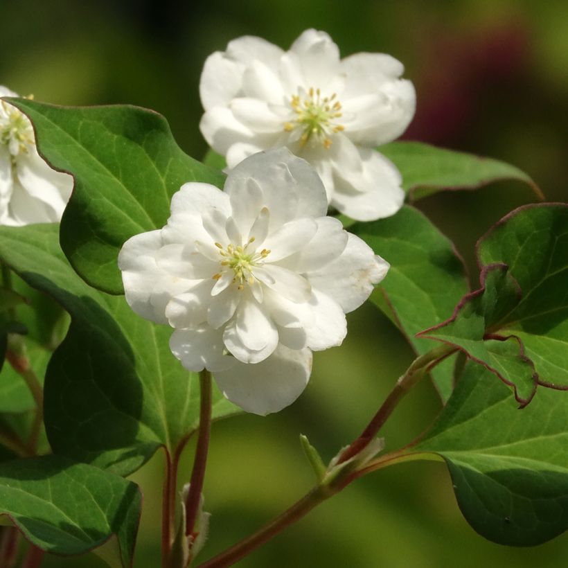 Houttuynia cordata Flore Pleno (Floração)