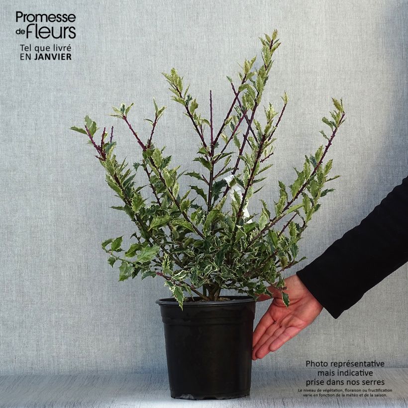 Amostra de Azevinho Ingramii Vaso de 2 L/3 L tal como entregue no inverno