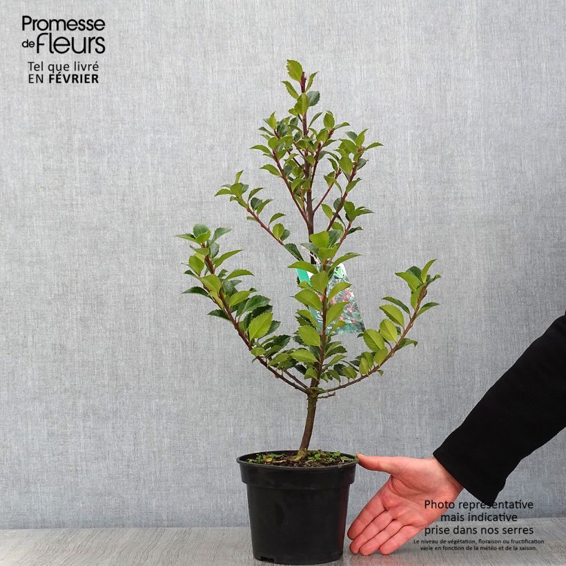 Amostra de Houx - Ilex meserveae Heckenfee Vaso de 2 L/3 L tal como entregue no inverno