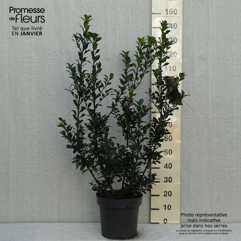 Amostra de Houx - Ilex (x) meserveae Mesid Vaso de 12 L/15 L tal como entregue no inverno