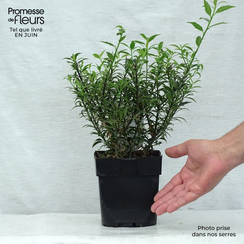Amostra de Azevinho Myrtifolia Vaso de 2 L/3 L tal como entregue no verão