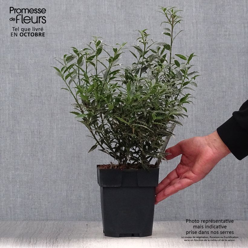 Amostra de Azevinho Myrtifolia Vaso de 2 L/3 L tal como entregue no outono