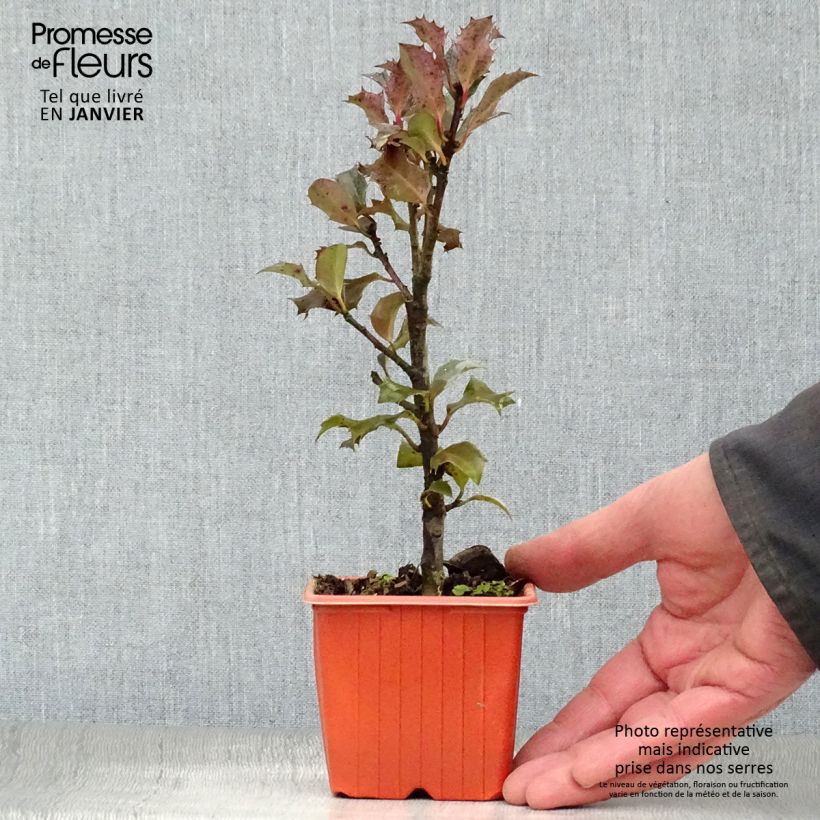 Amostra de Azevinho azul Blue Angel Vaso de 8/9 cm tal como entregue no inverno