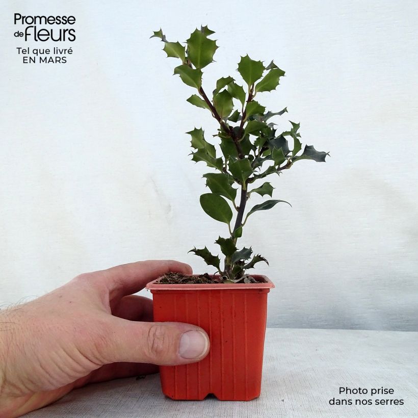 Amostra de Azevinho azul Blue Angel Vaso de 8/9 cm tal como entregue na primavera