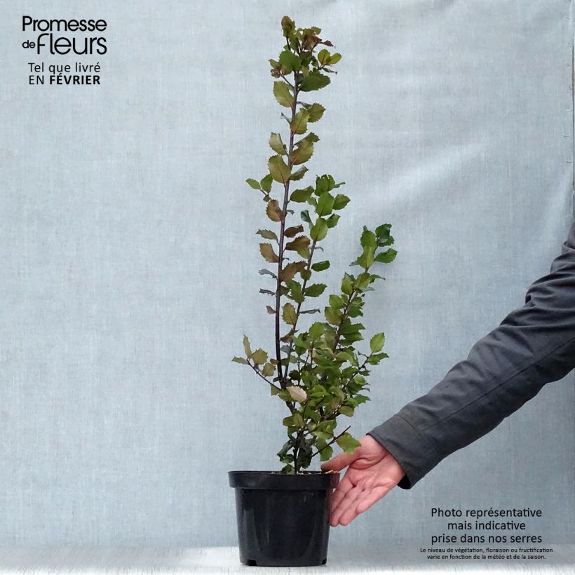 Amostra de Houx américain - Ilex meserveae Blue princess Vaso de 2 L/3 L tal como entregue no inverno