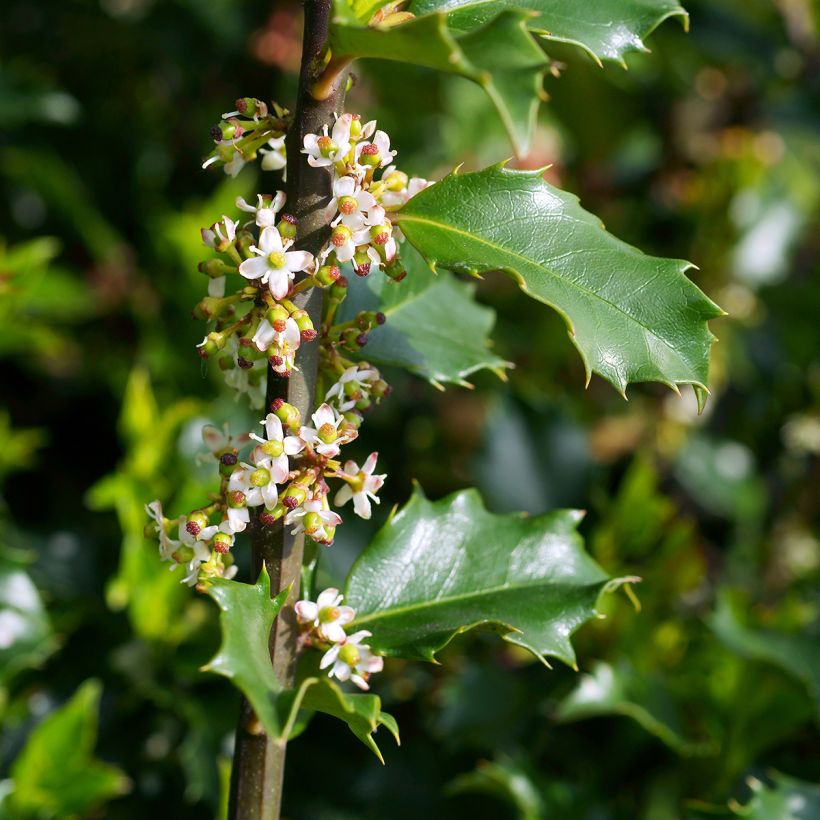 Azevinho azul Blue Princess (Floração)
