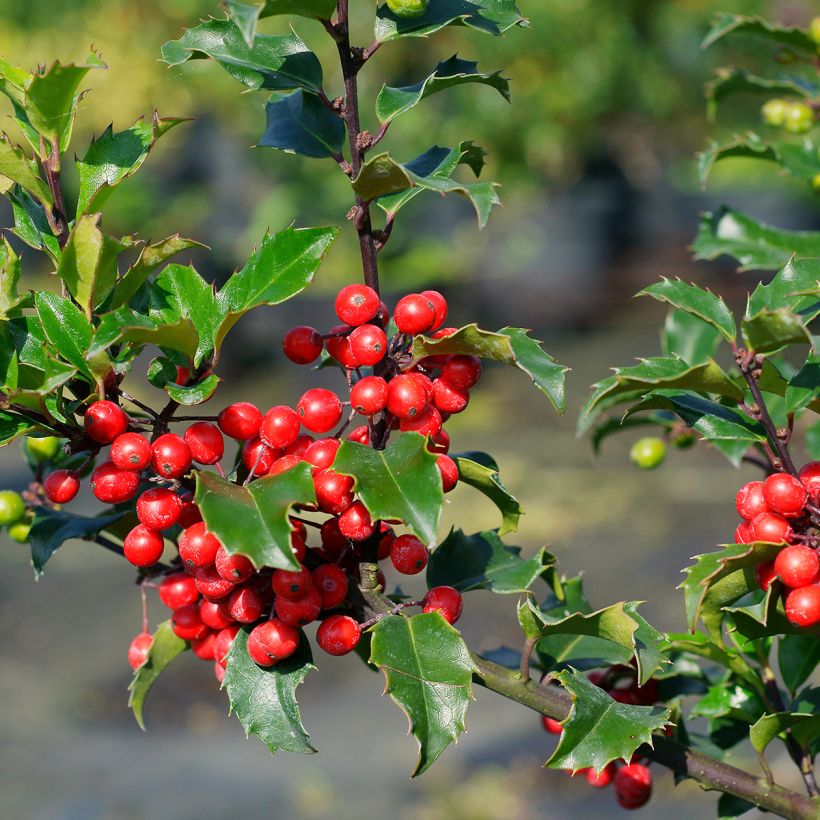 Azevinho azul Blue Princess (Colheita)