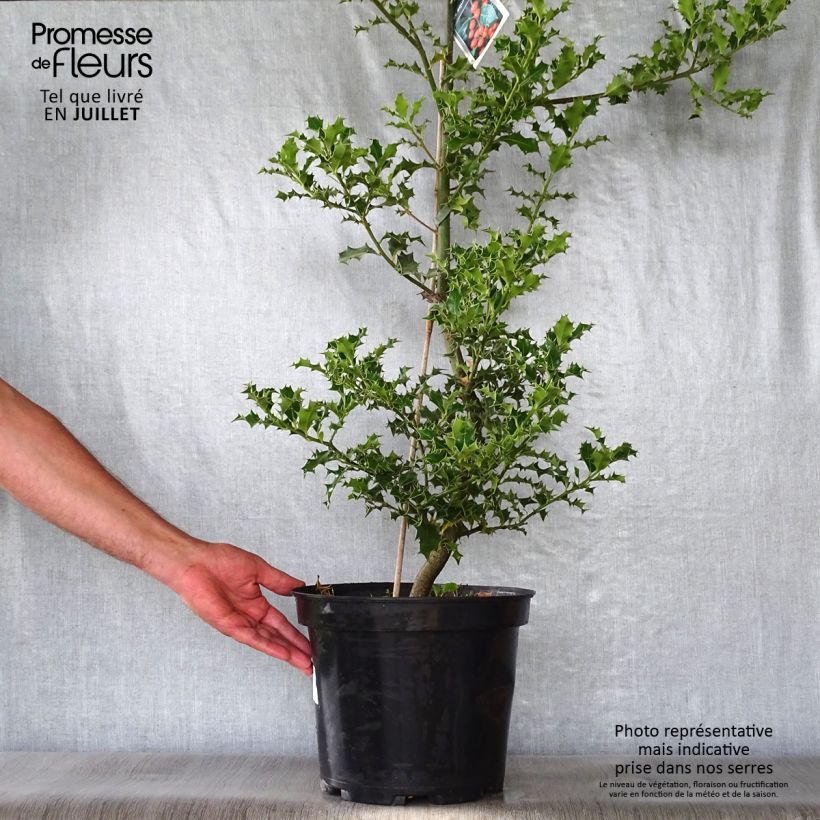 Amostra de Ilex aquifolium Vaso de 7,5 L/10 L tal como entregue no verão